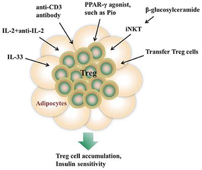 Regulation, Communication, and Functional Roles of Adipose Tissue-Resident CD4+ T Cells in the Control of Metabolic Homeostasis